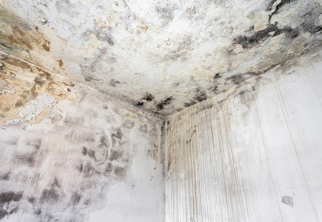 What to do if you Find Mold in your Apartment in 5 Steps